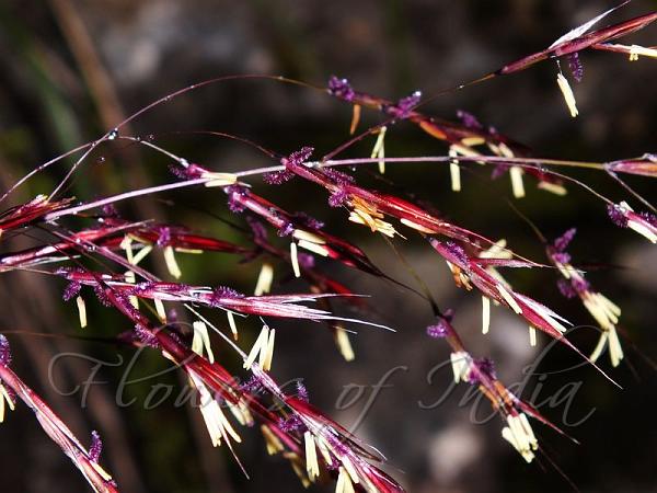 Scented Grass